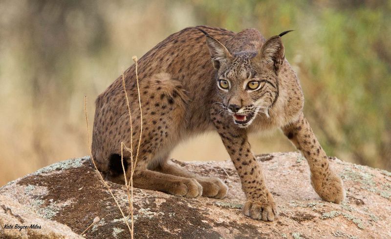 Iberian Lynx