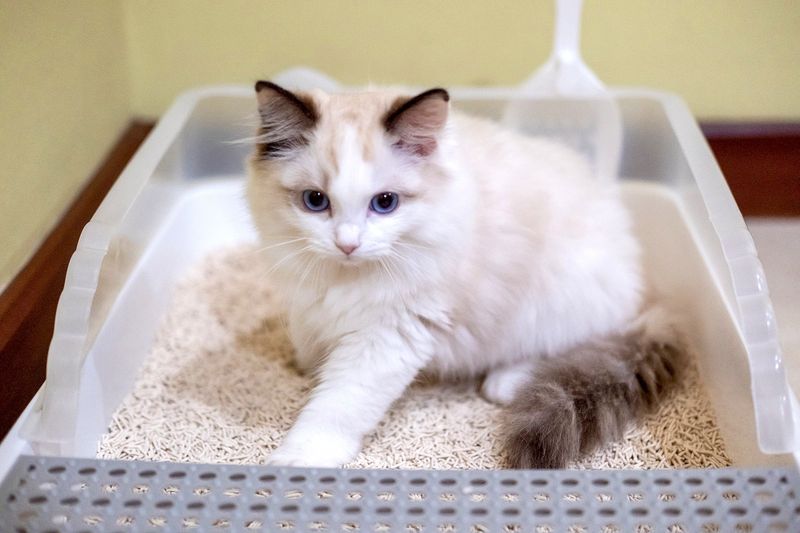 Ignoring Litter Box Cleanliness