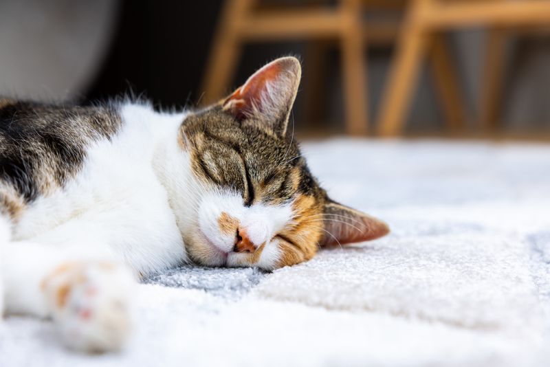 Ignoring Stress Factors in the Home