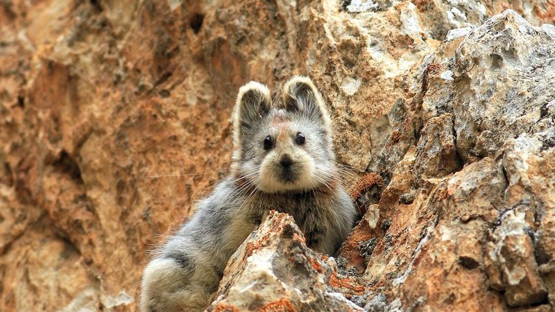 Ili Pika