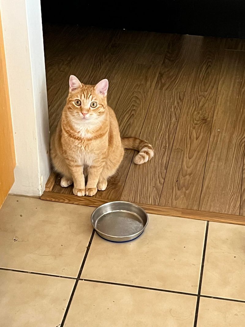 Inconsistent Feeding Times