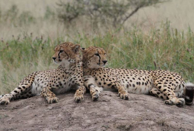 Increased Human-Wildlife Conflict