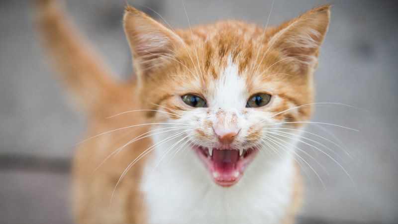 Increased Vocalization Without Obvious Reason