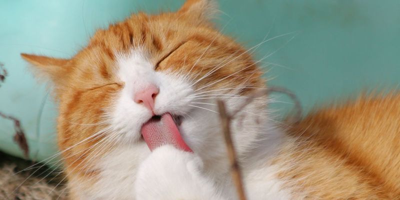 Independent Grooming