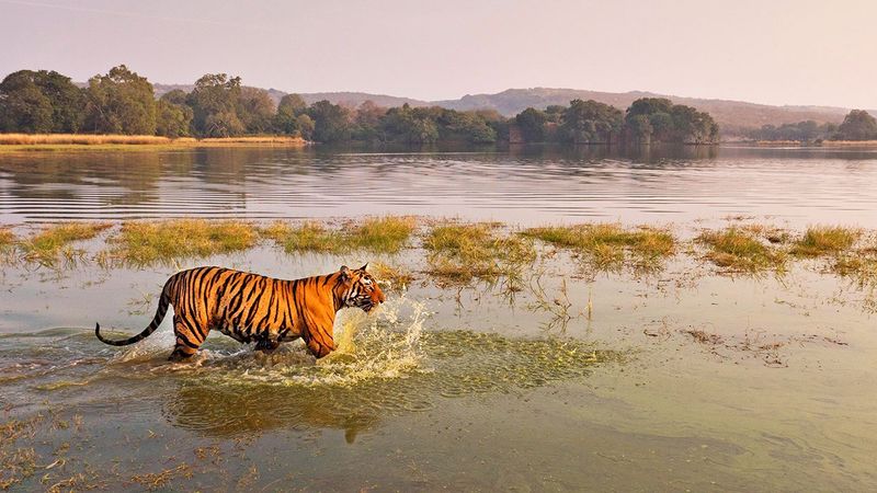 India's Thriving Tigers