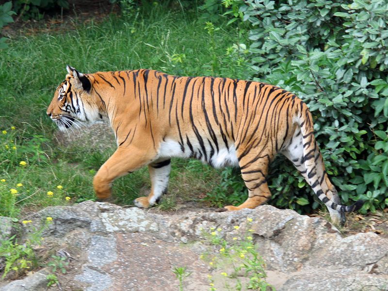 Indochinese Tiger