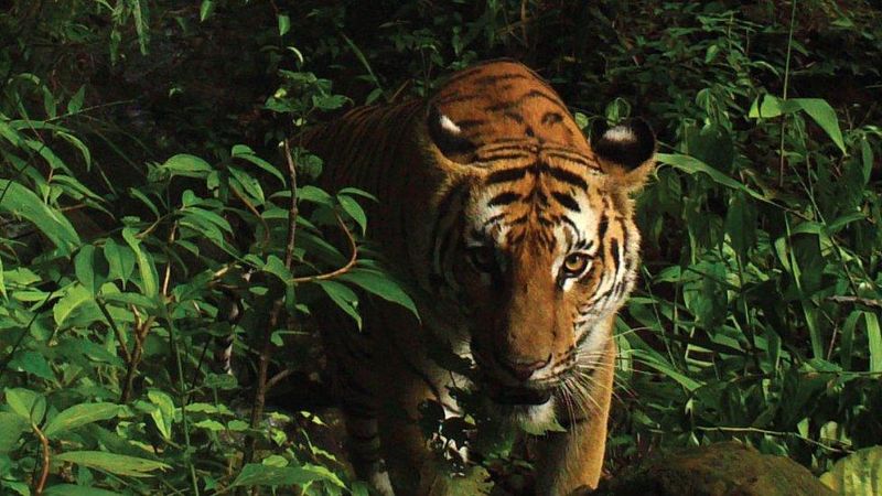 Indochinese Tiger