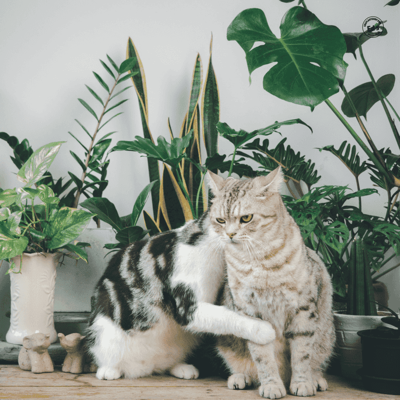 Indoor Jungle