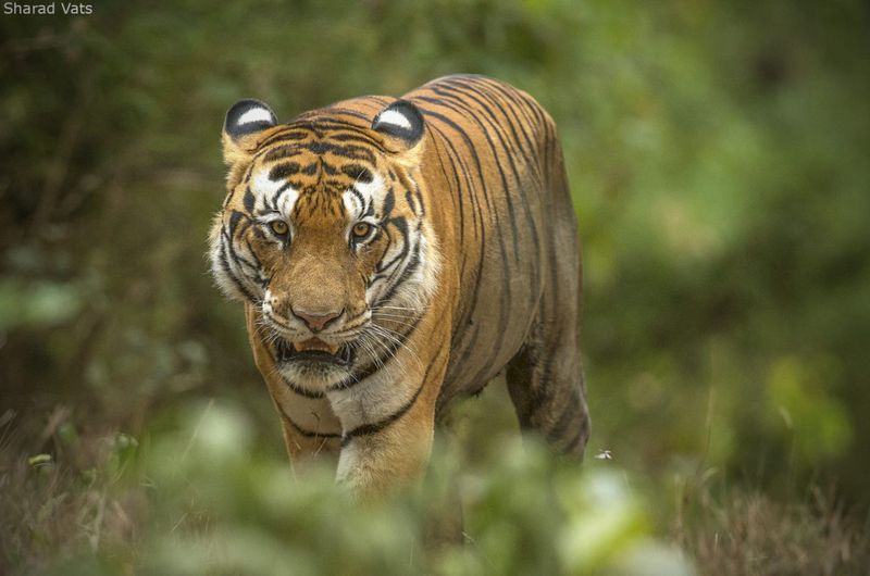 Influence on Ecosystems
