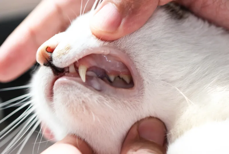 Inspect for Dental Issues