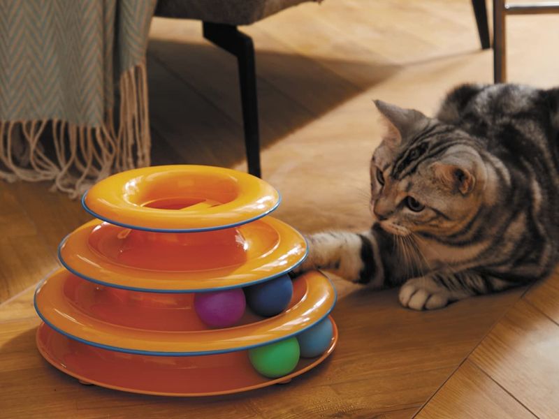 Interactive Play and Mental Stimulation
