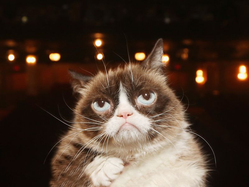 Internet Age: From Memes to NFTs