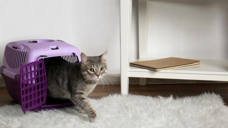 Introduce Cats Through Crate or Carrier