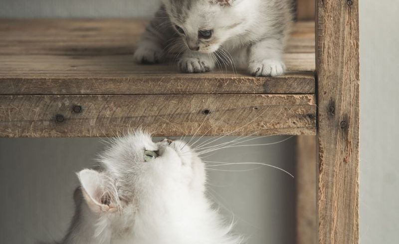 Introduce Cats in Neutral Territory