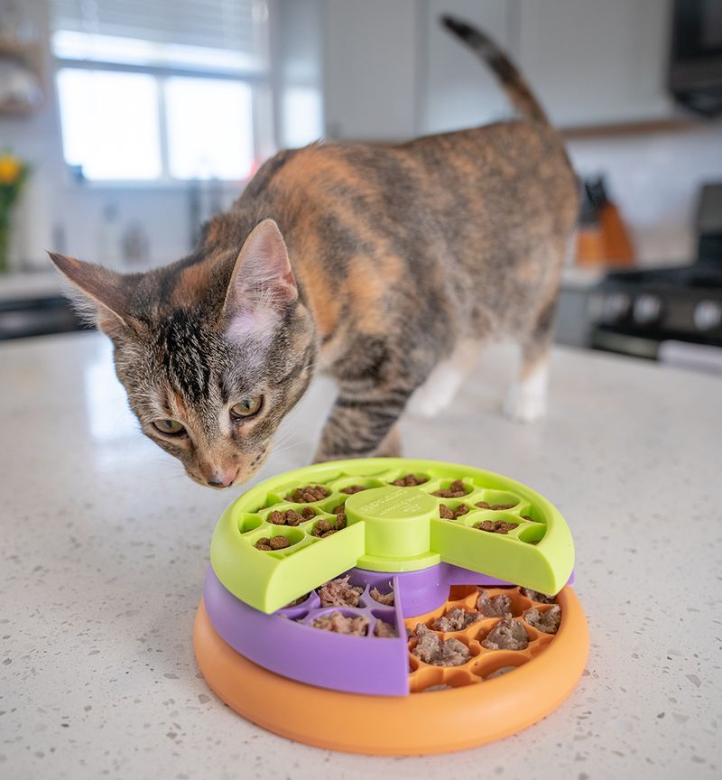 Introduce Food Puzzles