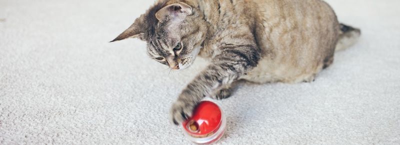 Introduce Interactive Feeding Toys