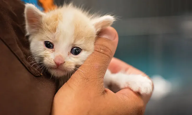 Introducing New Pets Without Proper Acclimation