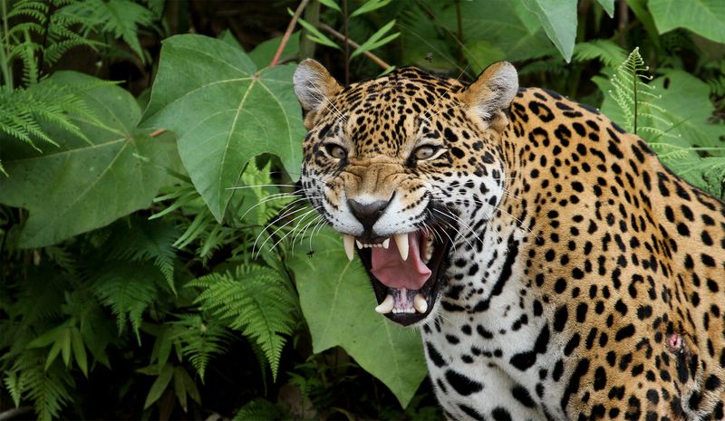 Jaguar