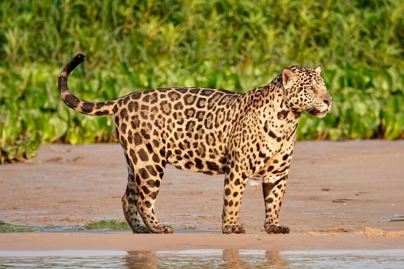 Jaguar (Panthera onca)