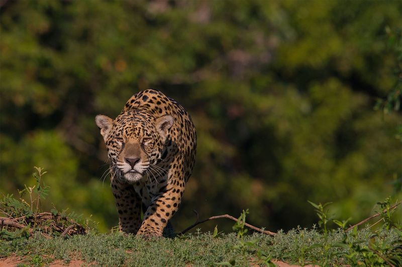 Jaguar (*Panthera onca*)