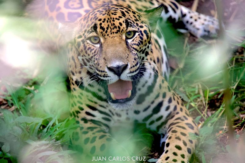 Jaguars