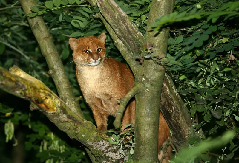 Jaguarundi (Herpailurus yagouaroundi)