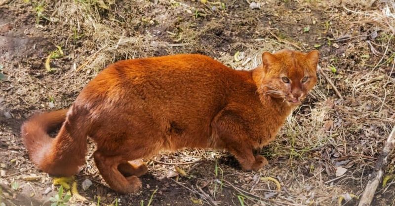 Jaguarundi