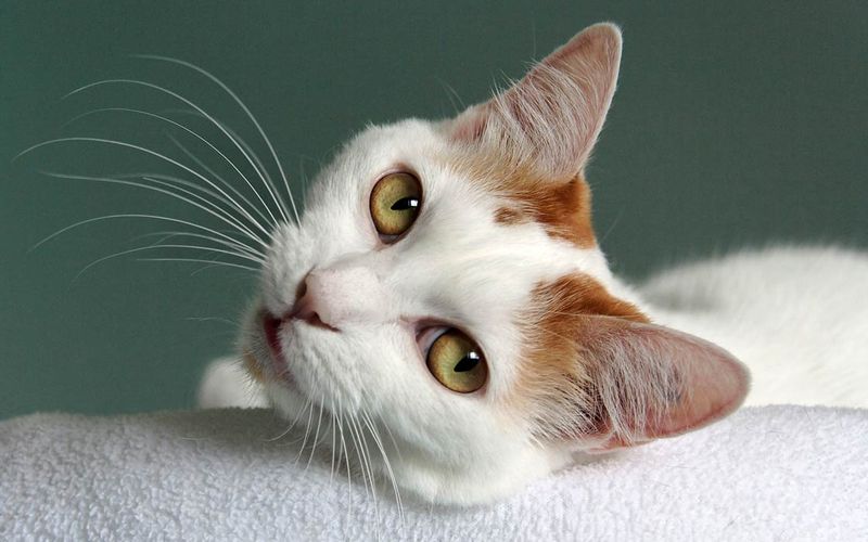 Japanese Bobtail