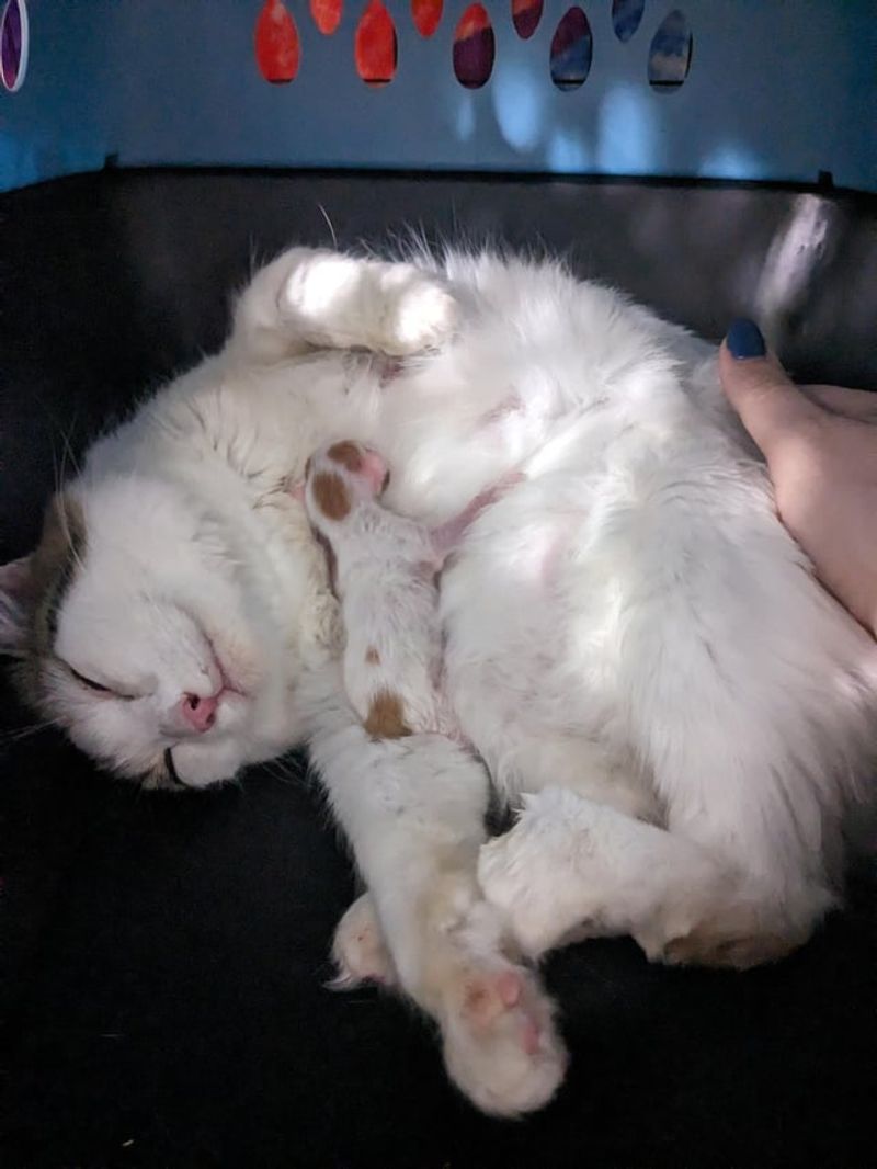 Japanese Bobtail