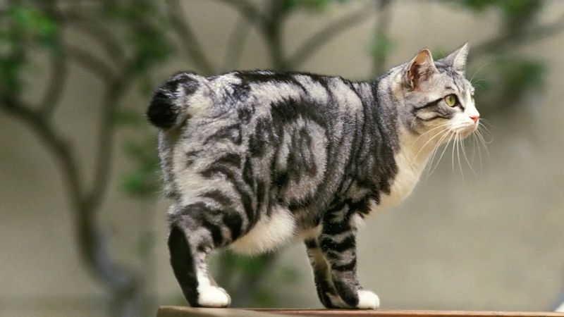Japanese Bobtail
