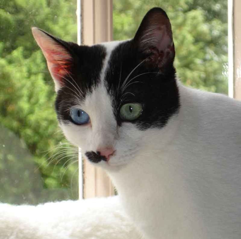 Japanese Bobtail