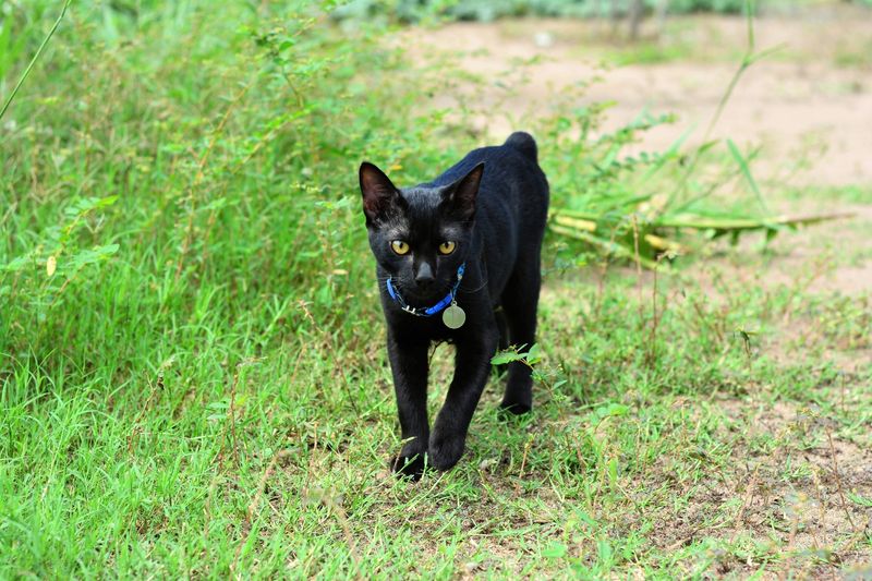 Japanese Bobtail