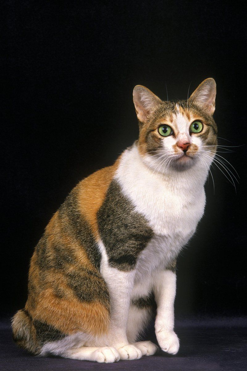 Japanese Bobtail