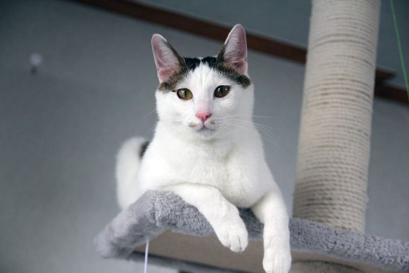 Japanese Bobtail