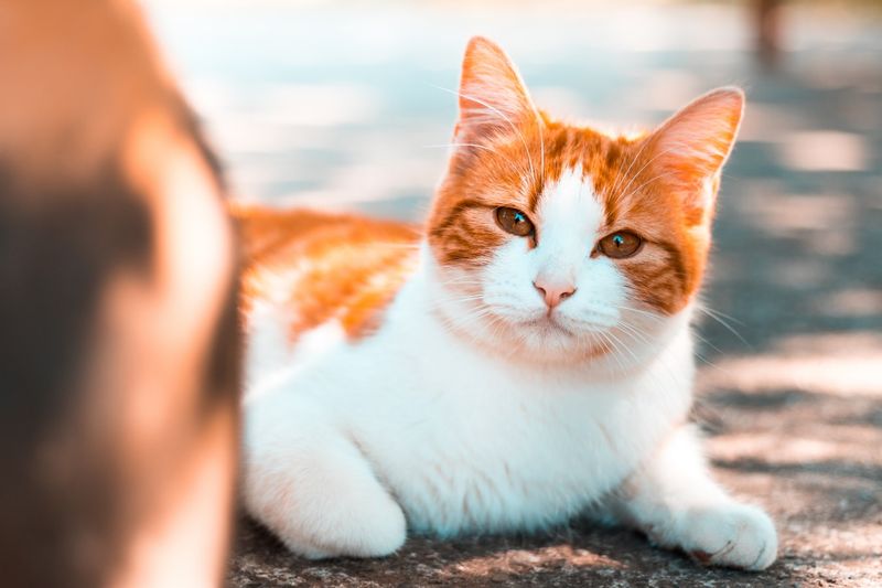 Japanese Bobtail