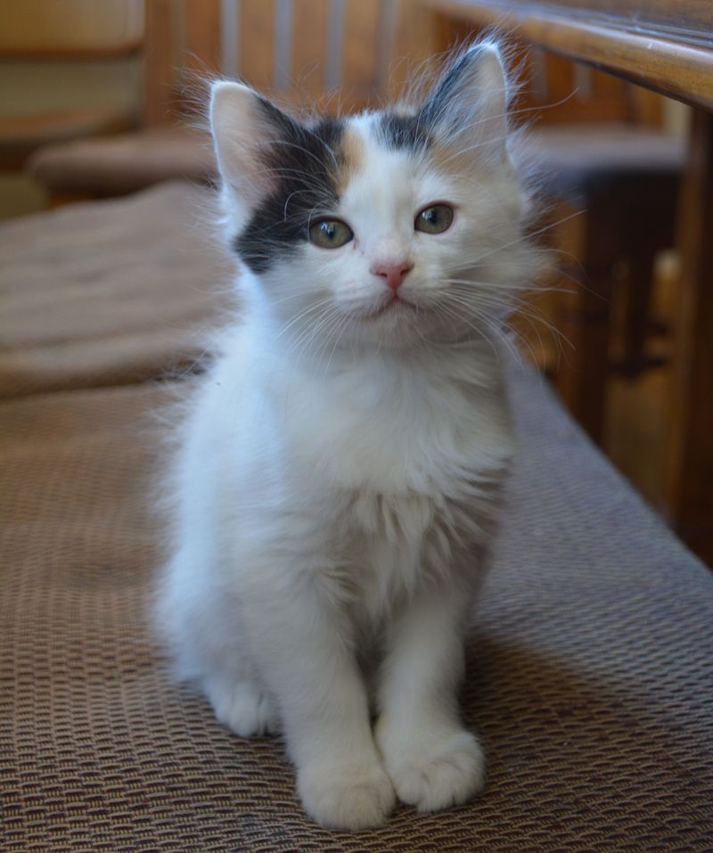 Japanese Bobtail