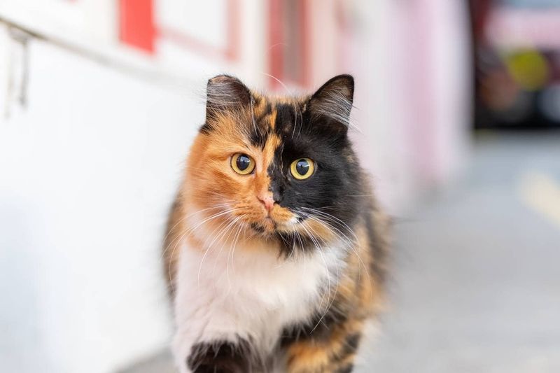 Japanese Bobtail
