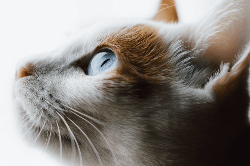 Japanese Bobtail