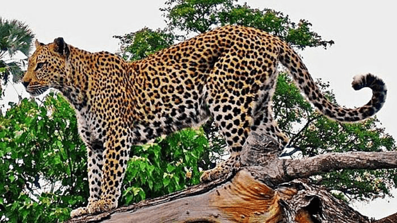 Javan Leopard