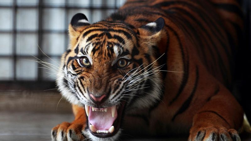 Javan Tiger
