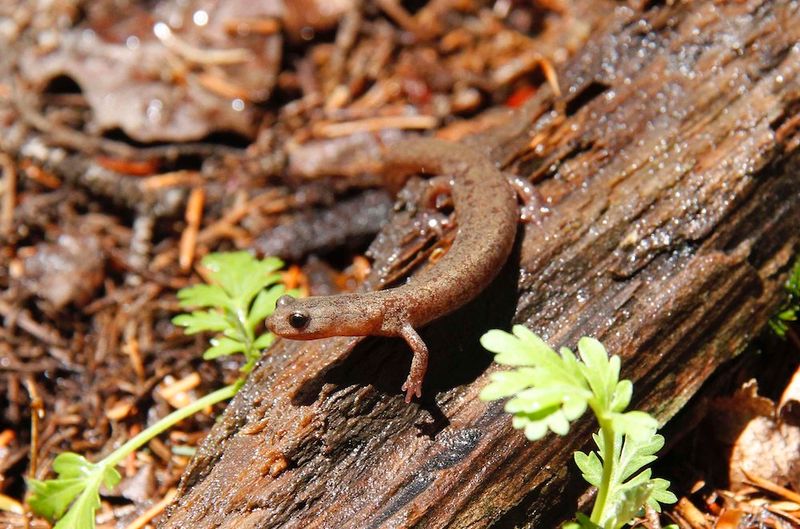 Jemez Mountains Salamander