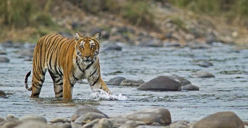 Jim Corbett National Park, India