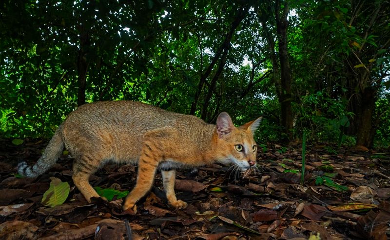 Jungle Cat