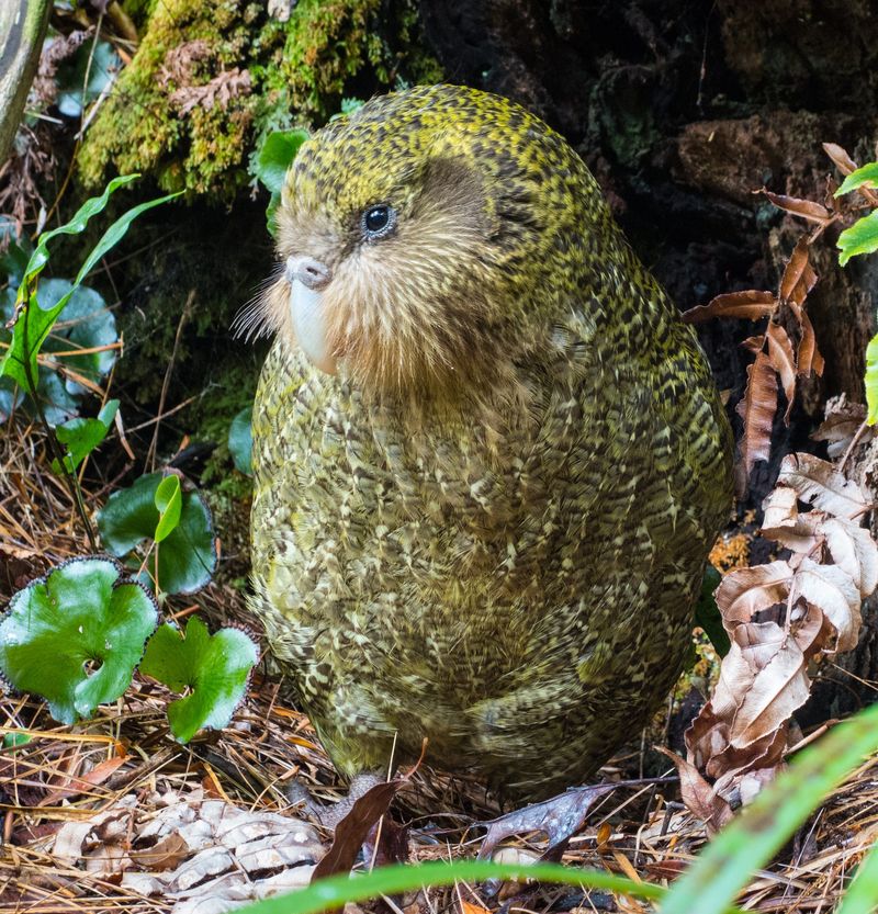 Kakapo