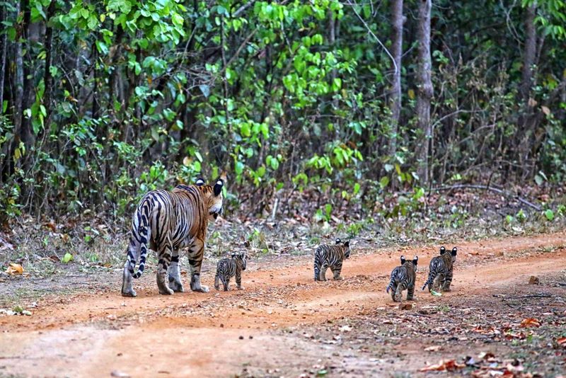 Kanha National Park, India