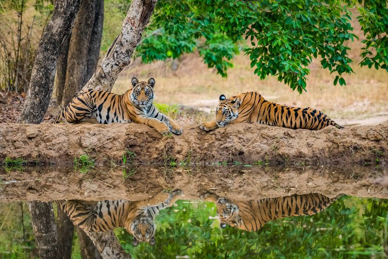 Kanha National Park, India