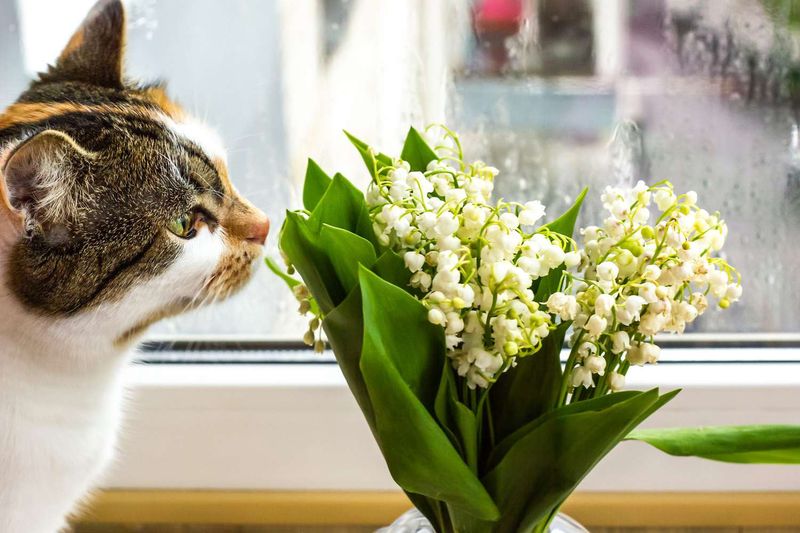 Keeping Lilies in Your Home