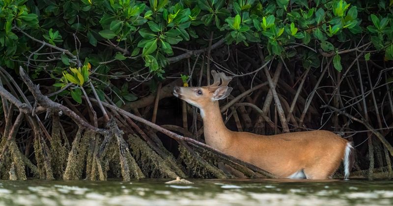 Key Deer