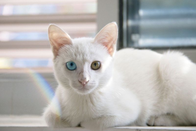 Khao Manee Cat