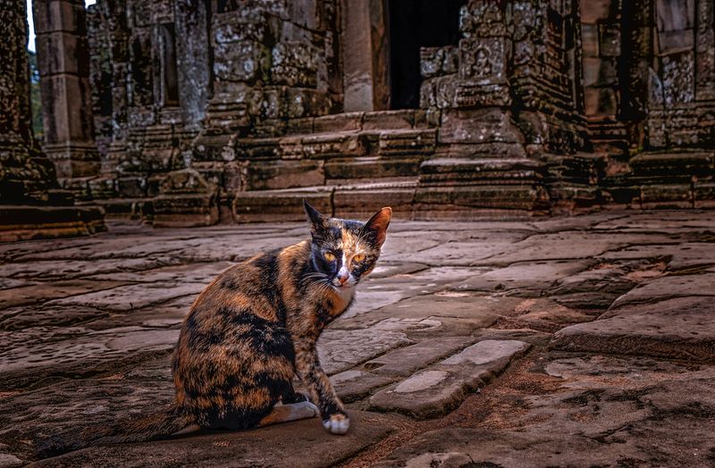 Khmer Temple Cat